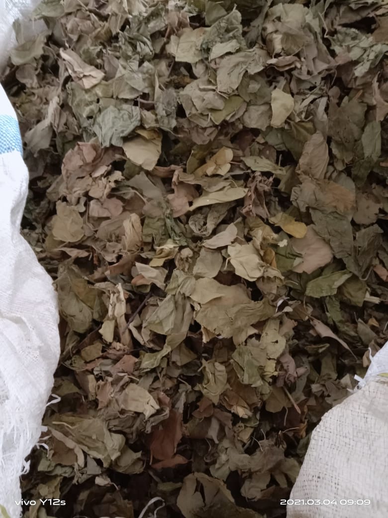 Read more about the article Daun Jati Belanda