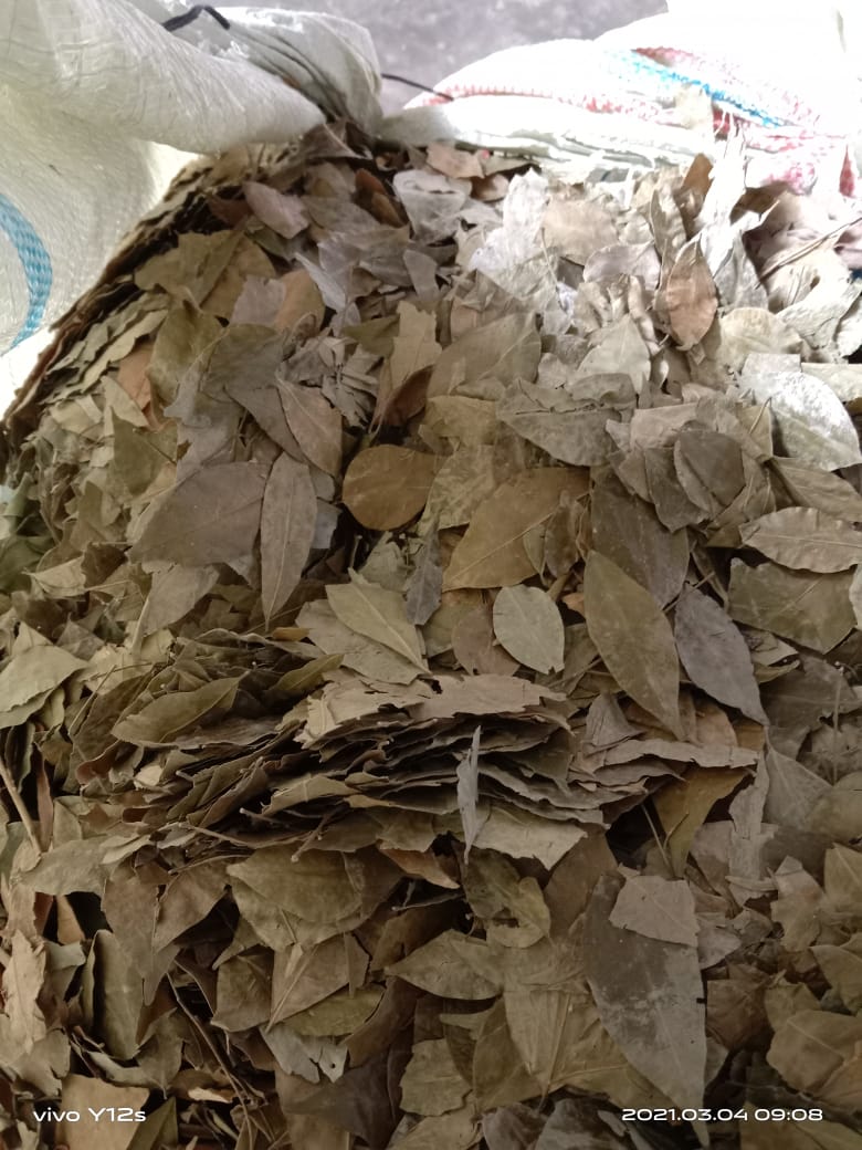 Read more about the article Daun Kemuning