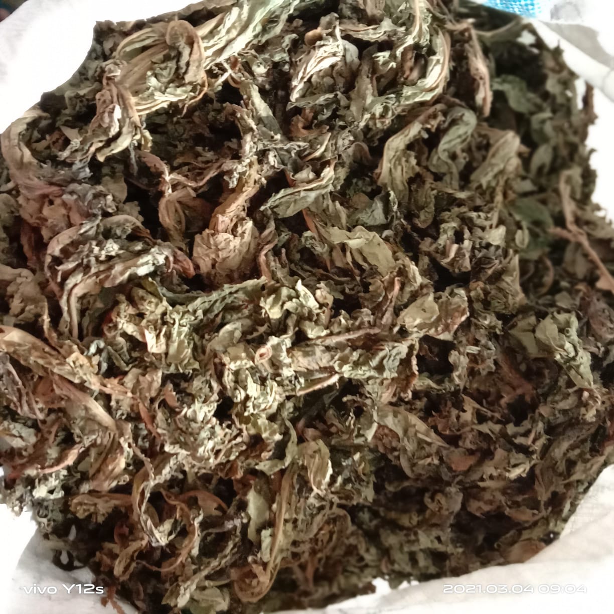 Read more about the article Daun Pepaya