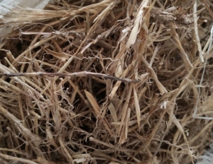 Read more about the article Alang alang