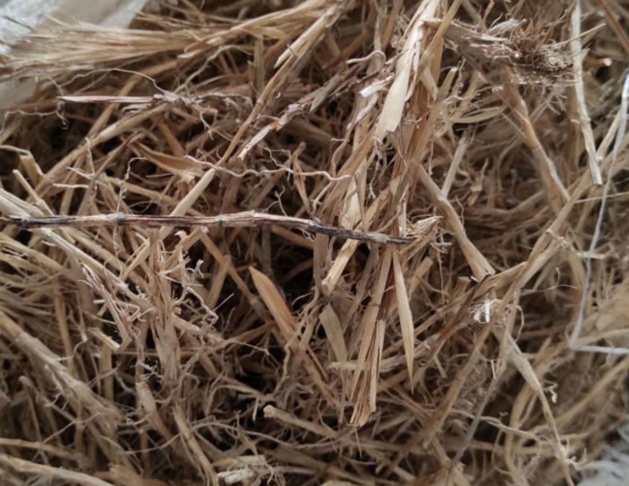 Read more about the article Alang alang