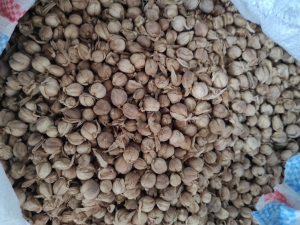 Read more about the article Kapulaga