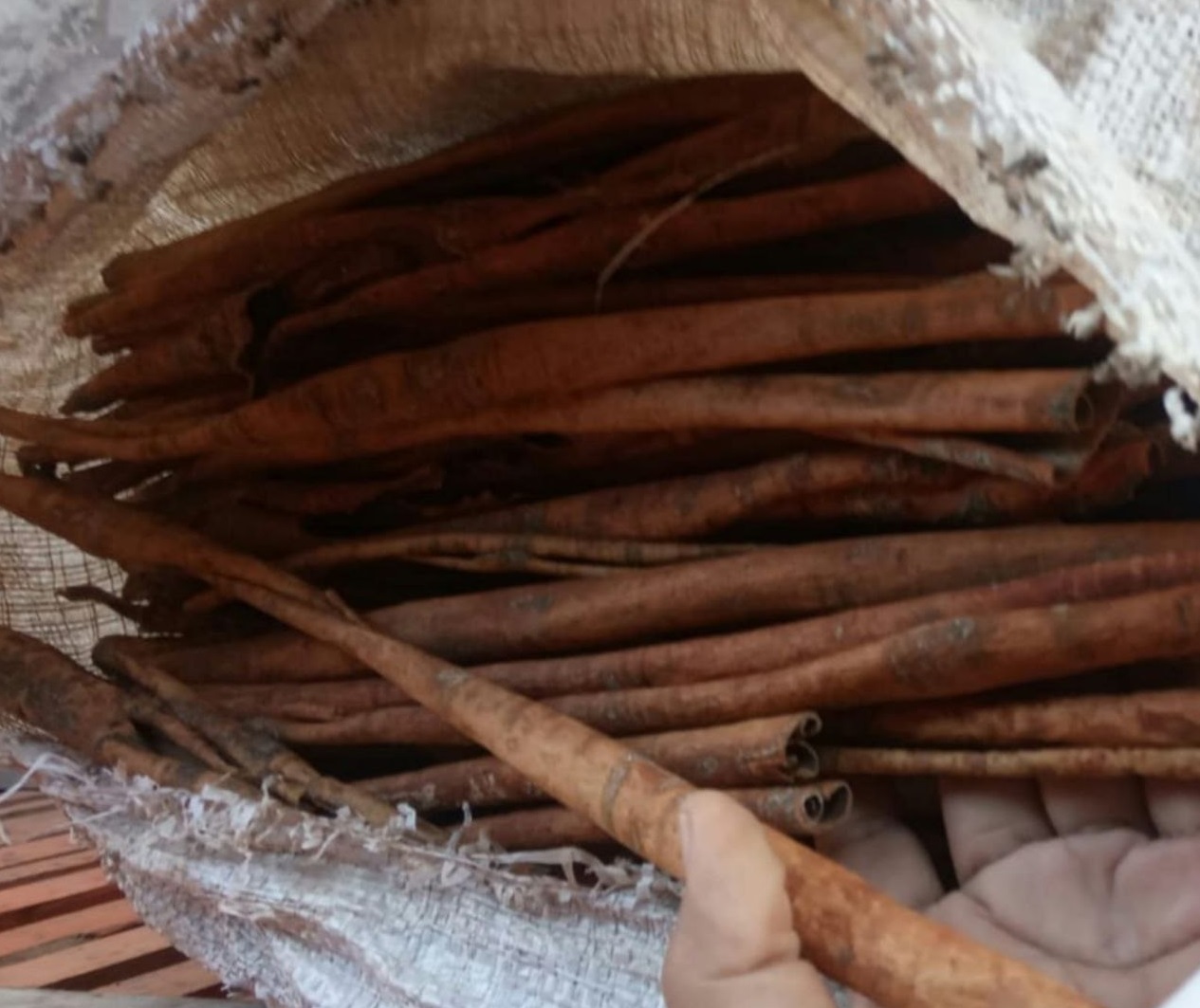 Read more about the article Kayu Manis