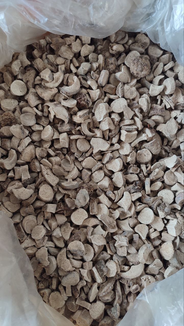 Read more about the article Keladi Tikus