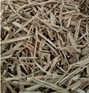 Read more about the article Pulosari