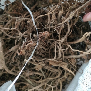 Read more about the article Purwoceng