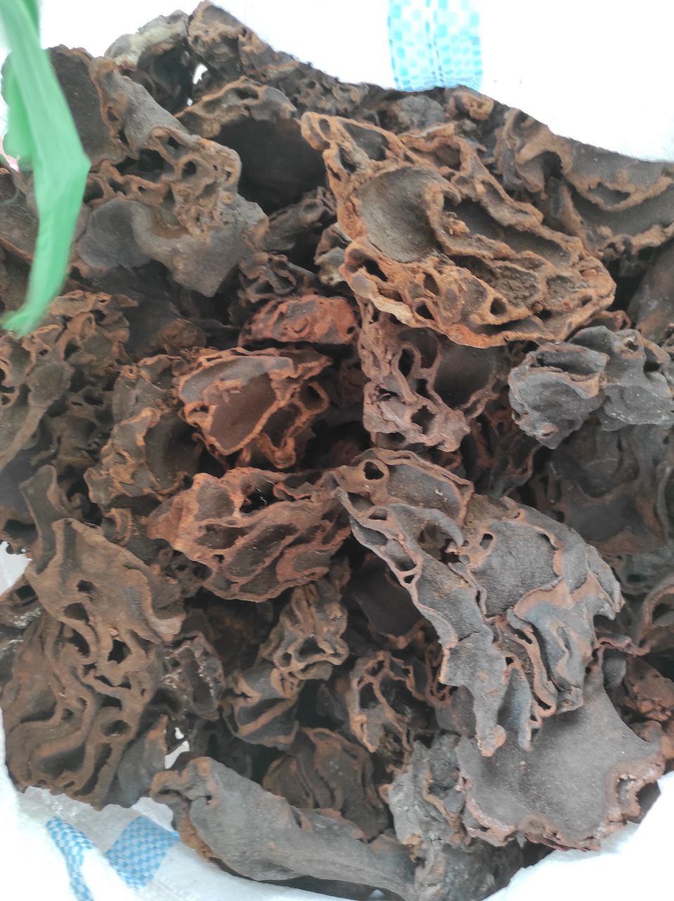 Read more about the article Sarang Semut